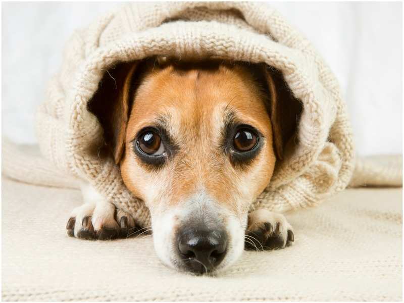 Keep your dog warm in the winter with a coat or jacket 