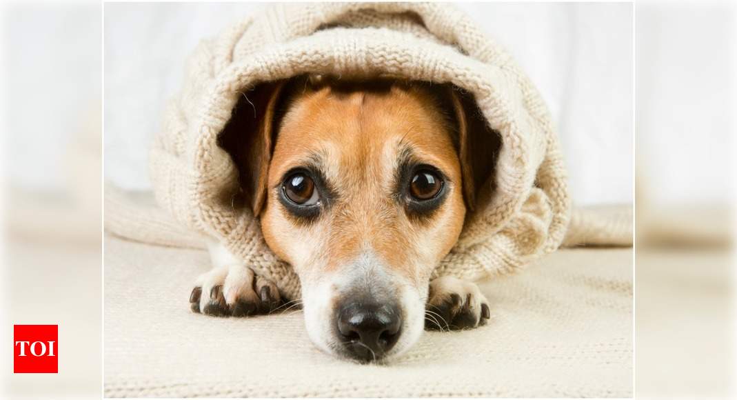 Tips to keep your furry pal warm in winter