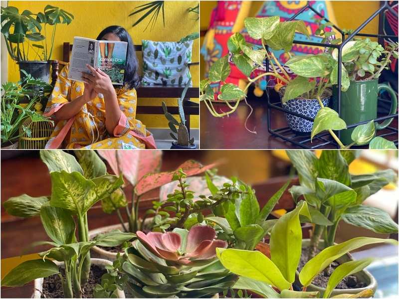 Geldpflanzen, Friedenslilien &Zz-Pflanzen:Verleihen Sie Ihrem Zuhause mit Zimmerpflanzen ein grünes Facelifting 