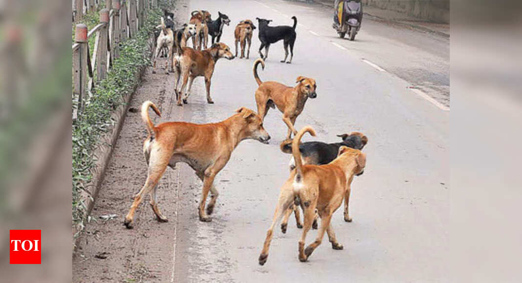 Sterilisation of strays: Order on contract stayed | Gurgaon News ...