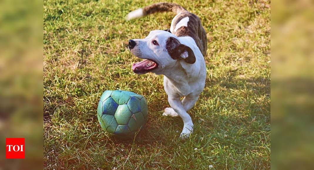 Dog toys: Affordable toy balls that 
