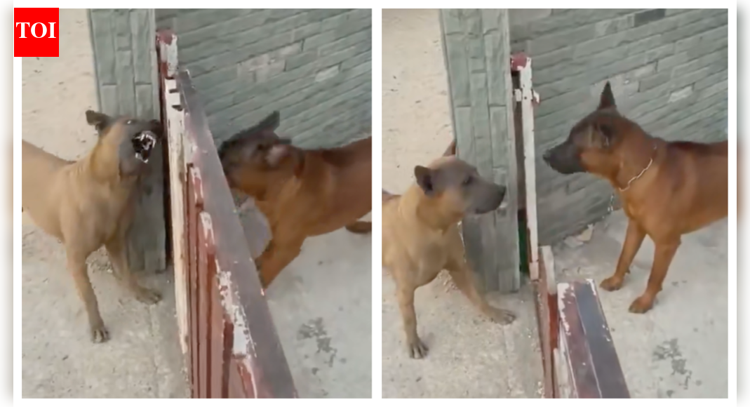 timesofindia.indiatimes.com