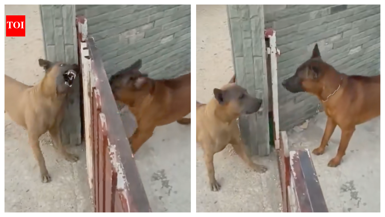 timesofindia.indiatimes.com