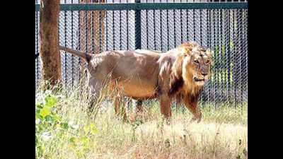 Eight lions captured near Gujarat's Jetpur