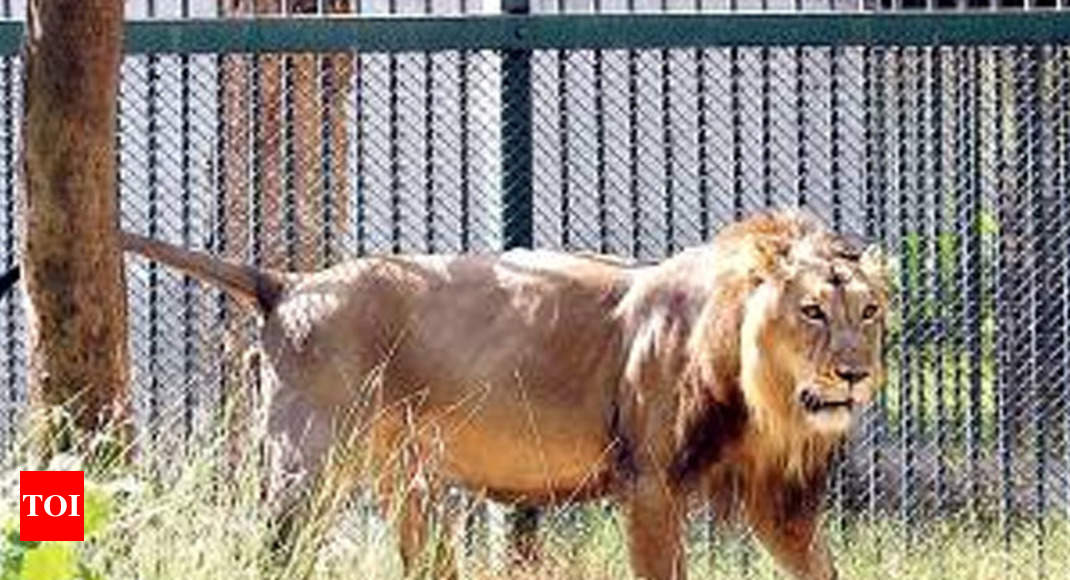 Eight lions captured near Gujarat's Jetpur