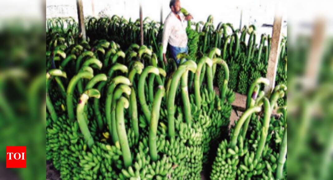 Andhra Pradesh emerges as the top banana exporter in country