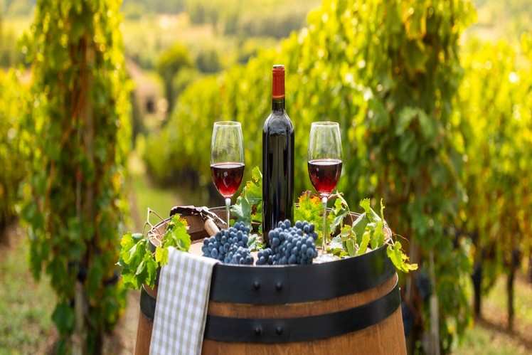 Exploring France through its famous wine regions | Times of India Travel