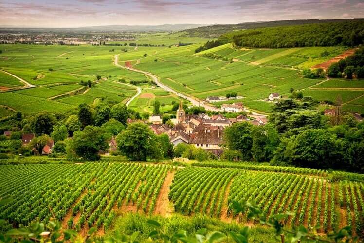 Wine of Burgundy 