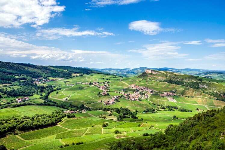Wine of Loire Valley