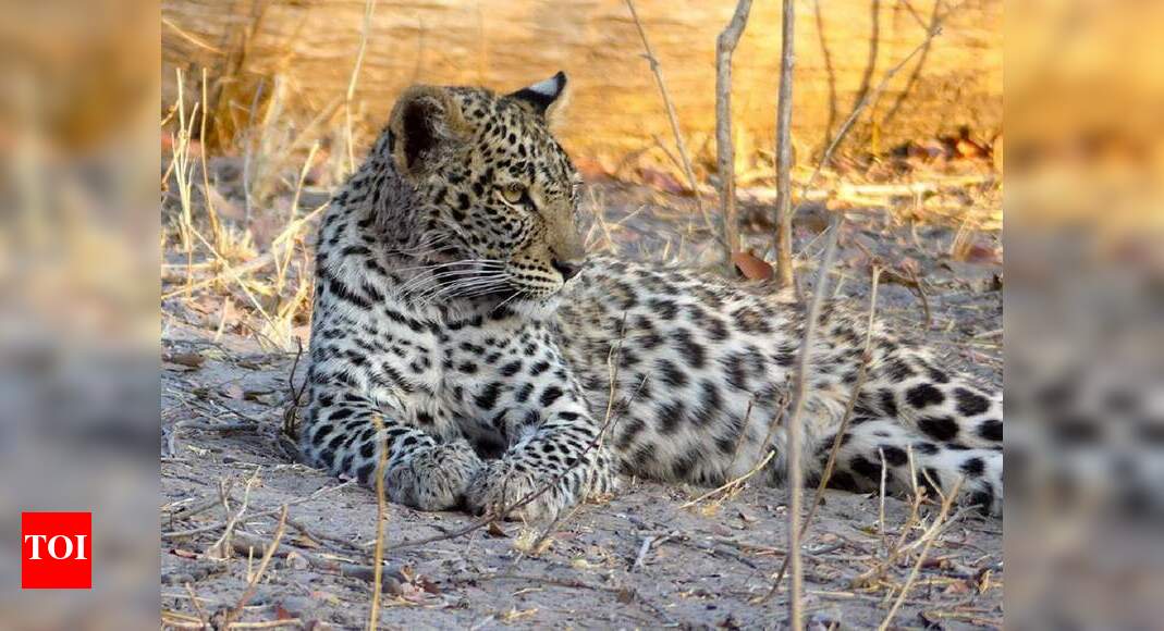 Pugmarks of leopard found in Najafgarh, warning issued | Delhi News ...