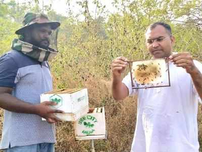 Maharashtra: Bees halt hungry elephants eyeing crops, cut human-animal conflict