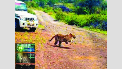 Leopard trapped in cage, released into STR forest