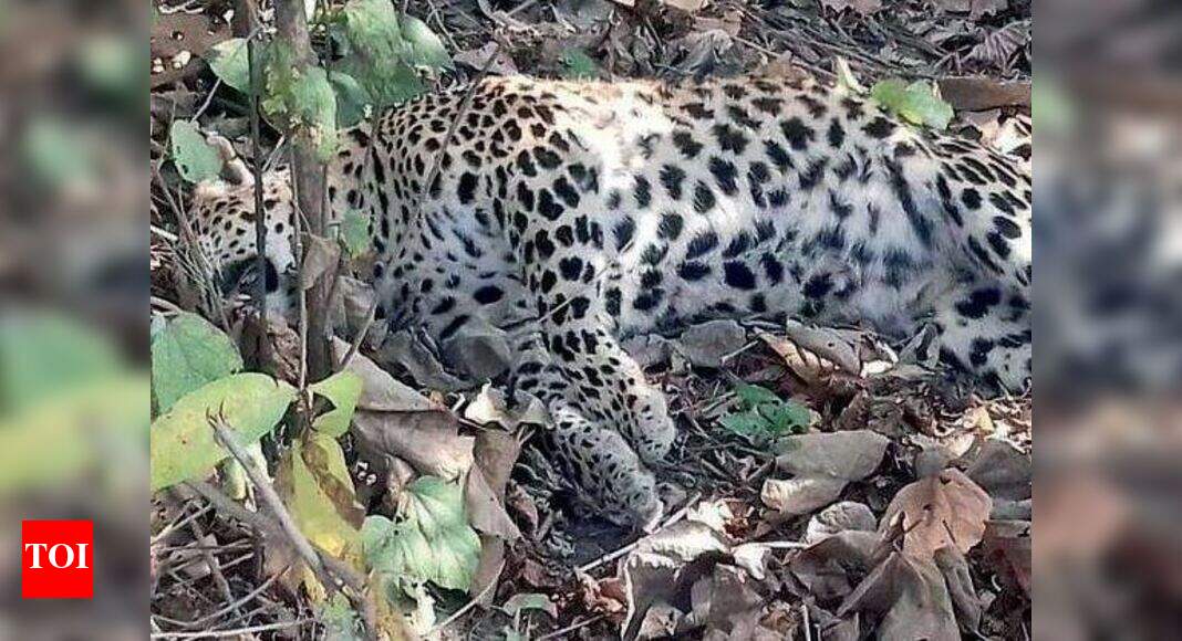 Leopard, 2 hyenas found dead in Gurugram | Gurgaon News - Times of India