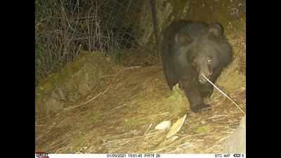 After leopards and elephants, Uttarakhand to now radio-collar bears