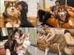 
Watch Charmme Kaur playing with her gigantic Alaskan Malamute
