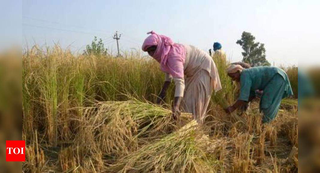 Over 2 crore farmers benefitted from govt's MSP procurement in 2019-20 ...