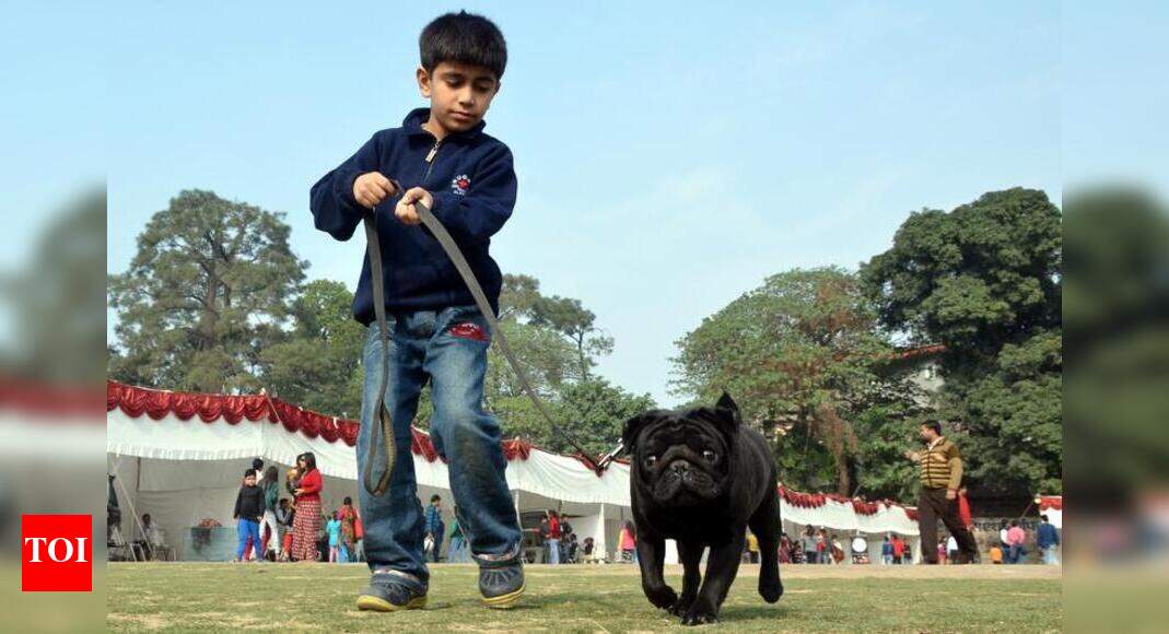 Over 4,000 from Doon get licence to keep pet dogs Dehradun News