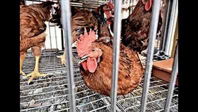 1,000 poultry birds die in Telangana's Suryapet, samples sent to Pune