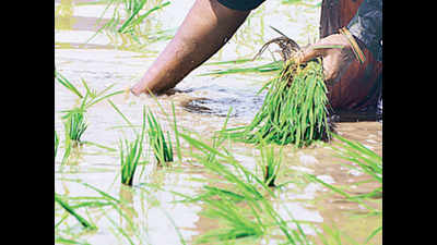 Telangana, AP units start exporting rice to China