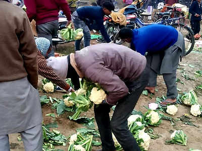 UP: Angry farmer dumps 10 quintals of cauliflower on road after traders offer Re 1 per kg for it
