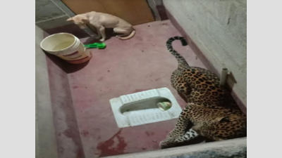 Dakshina Kannada: Leopard outsmarts people, escapes through asbestos ceiling