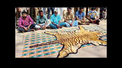 Tamil Nadu: Six held for attempting to sell tiger skin at Anamalai reserve