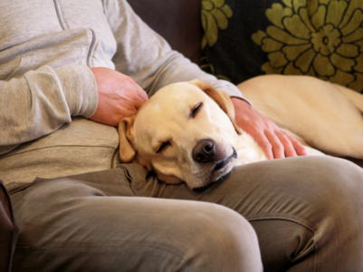 Important vastu tips for keeping pets at home