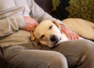 Important vastu tips for keeping pets at home