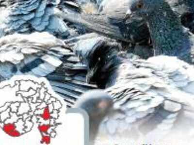 Ahmedabad: 65 pigeons dead in Narolgam | Ahmedabad News - Times of India Ahmedabad: 65 pigeons dead in Narolgam | Ahmedabad News - Times of India