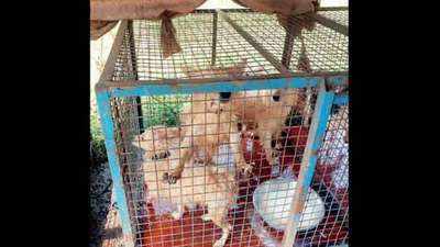 Online petition seeks amendment to Prevention of Cruelty to Animals Act