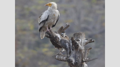 Madhya Pradesh: Indore sees sharp decline in Egyptian vultures’ number
