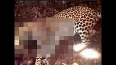 Maharashtra: Two-year-old leopard dies in hit-and-run