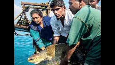 Chennai: World lauds her efforts to save sea turtles
