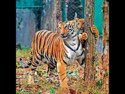 Centre approves 51st tiger reserve for India in Tamil Nadu