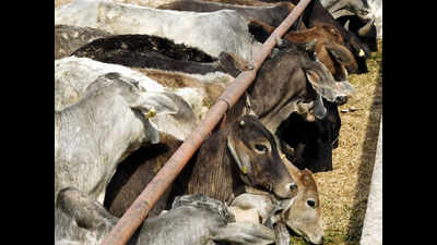UP to rope in local residents for upkeep of cow shelters