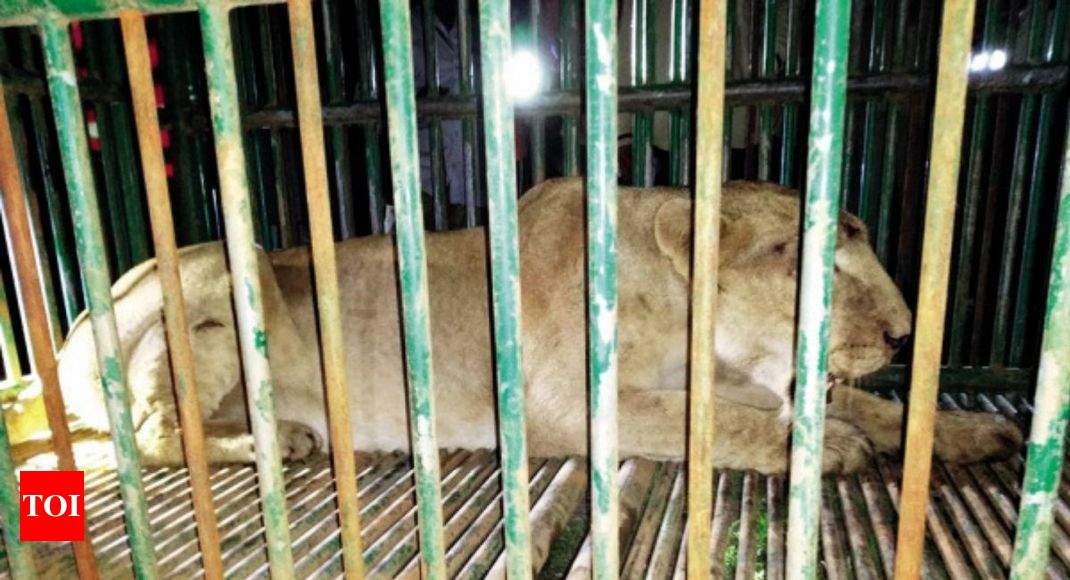 Explained: Why Gujarat Forest Department is radio-collaring lions