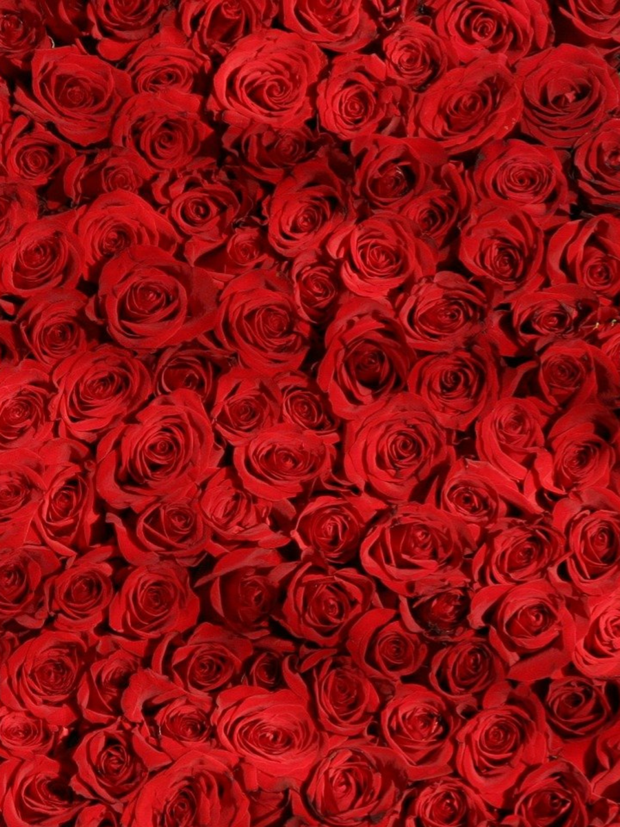 Rose Day How to use rose in beauty routines Zoom TV