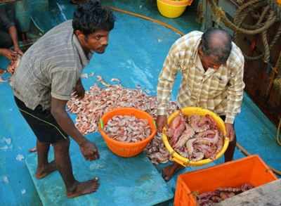 Huge no. of Maharashtra, Gujarat trawlers docked as China fish exports hit