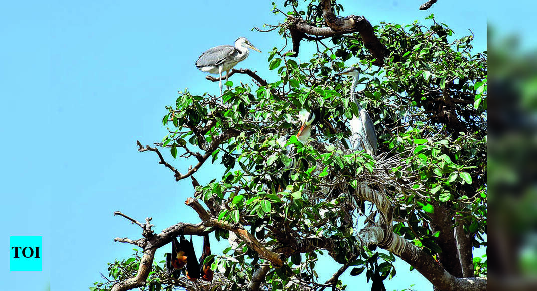 Karnataka: Siberian pelicans co-exist with bats and monkeys on 100-year ...