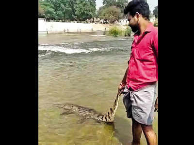 Tamil Nadu: Forest department to probe video of dead crocodile being ...