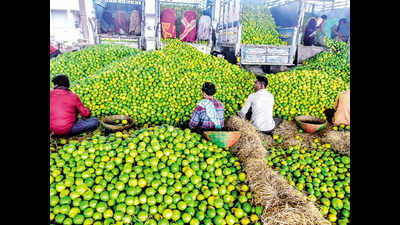Marathwada sweet lime growers hit as trees fail to flower this season