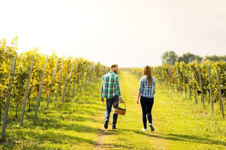 Four Seasons Vineyard