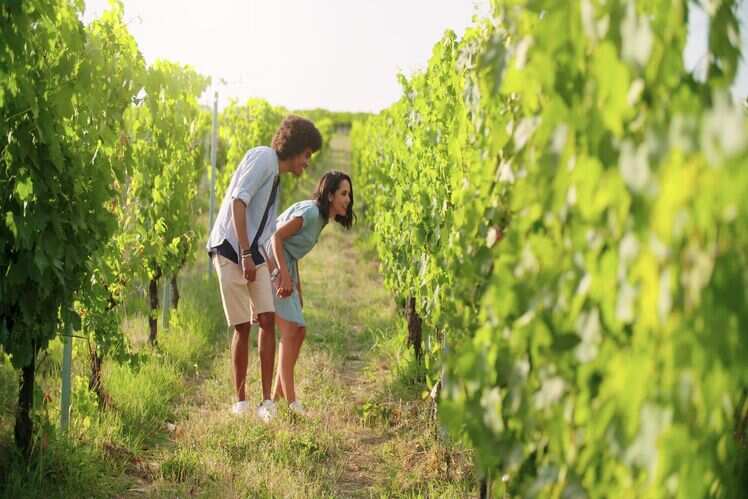 York Winery