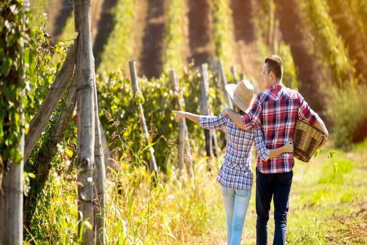 Sula Vineyards