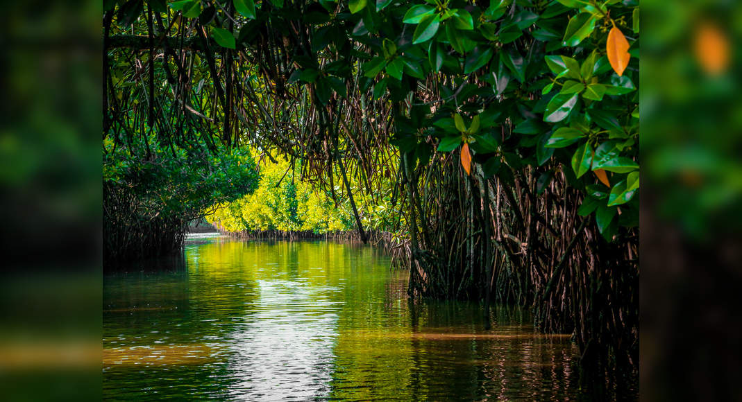 Pichavaram Mangrove