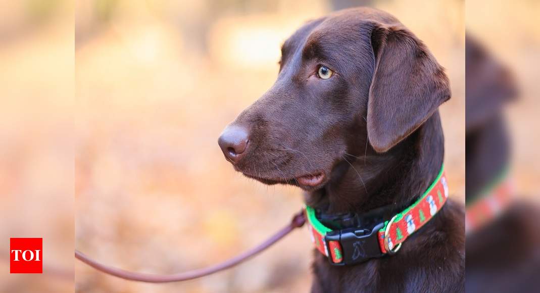 dog collar and leash combo