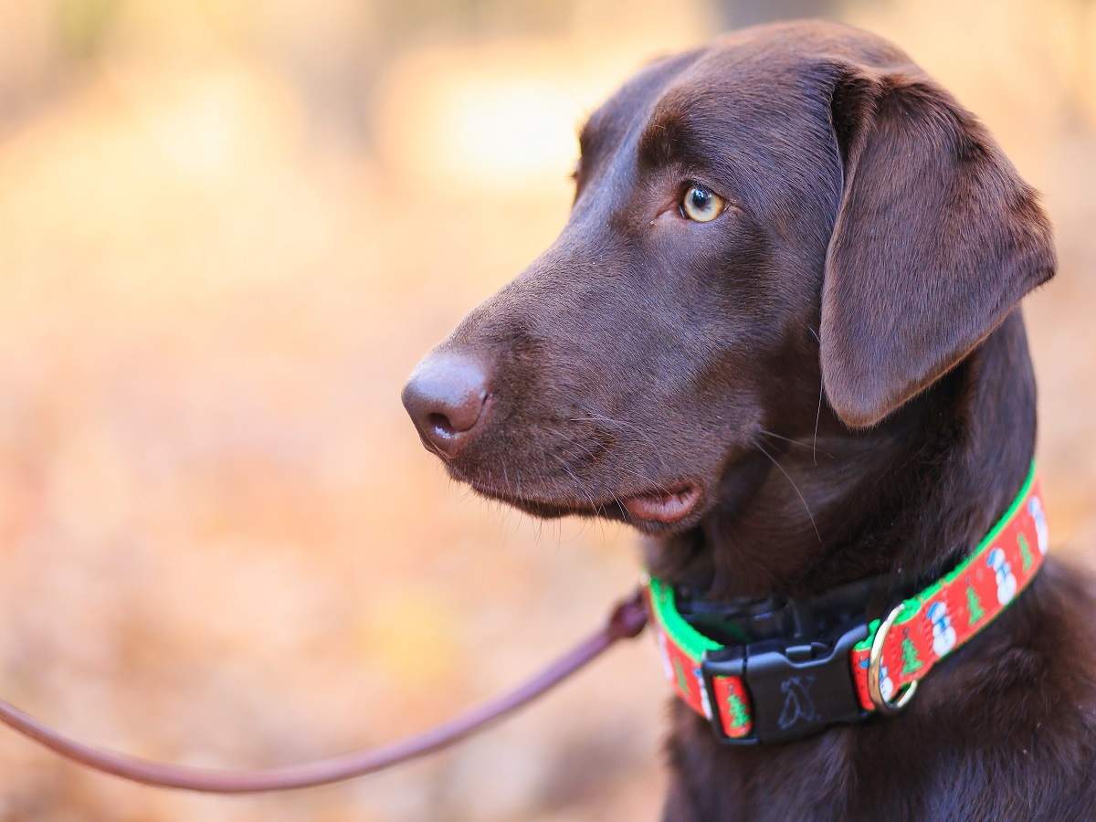 Dog Collar and Leash: Combo packs for your beloved pet dogs | Most Searched  Products - Times of India