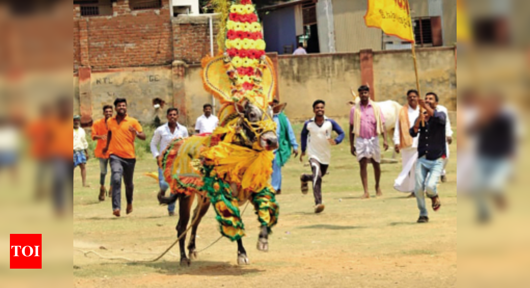 Tearful adieu to Ranebennur Huli | Hubballi News - Times of India