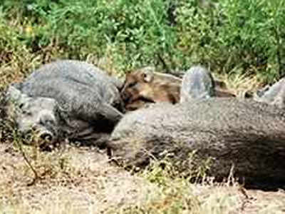 Give funds for culling boars: Shooters to Telangana government | Hyderabad  News - Times of India