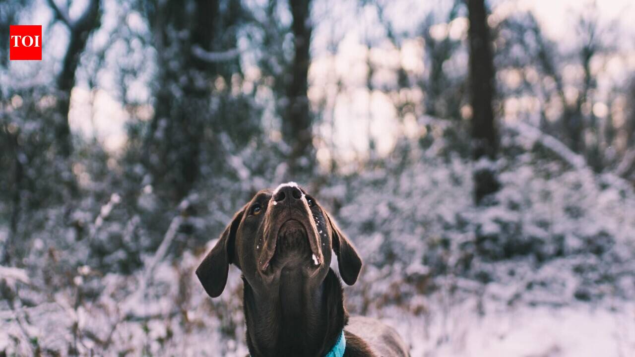 Dog Collars: Sturdy collars for your large breed dog that are easy for ...